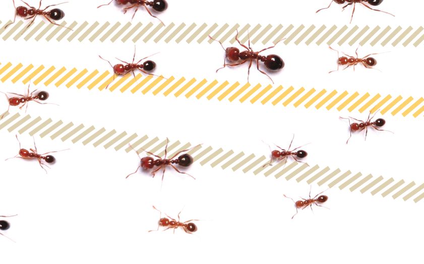 Ants Marching